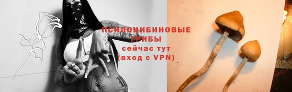 прущие грибы Зеленокумск